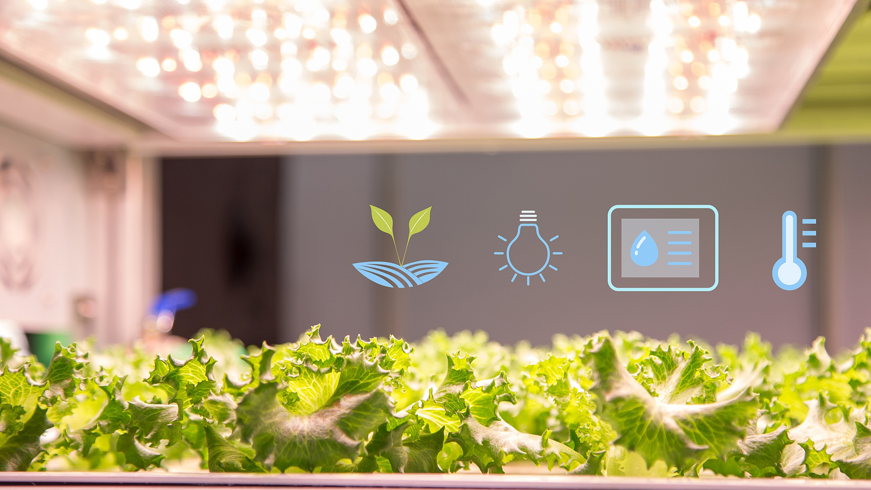 人工光源气雾培