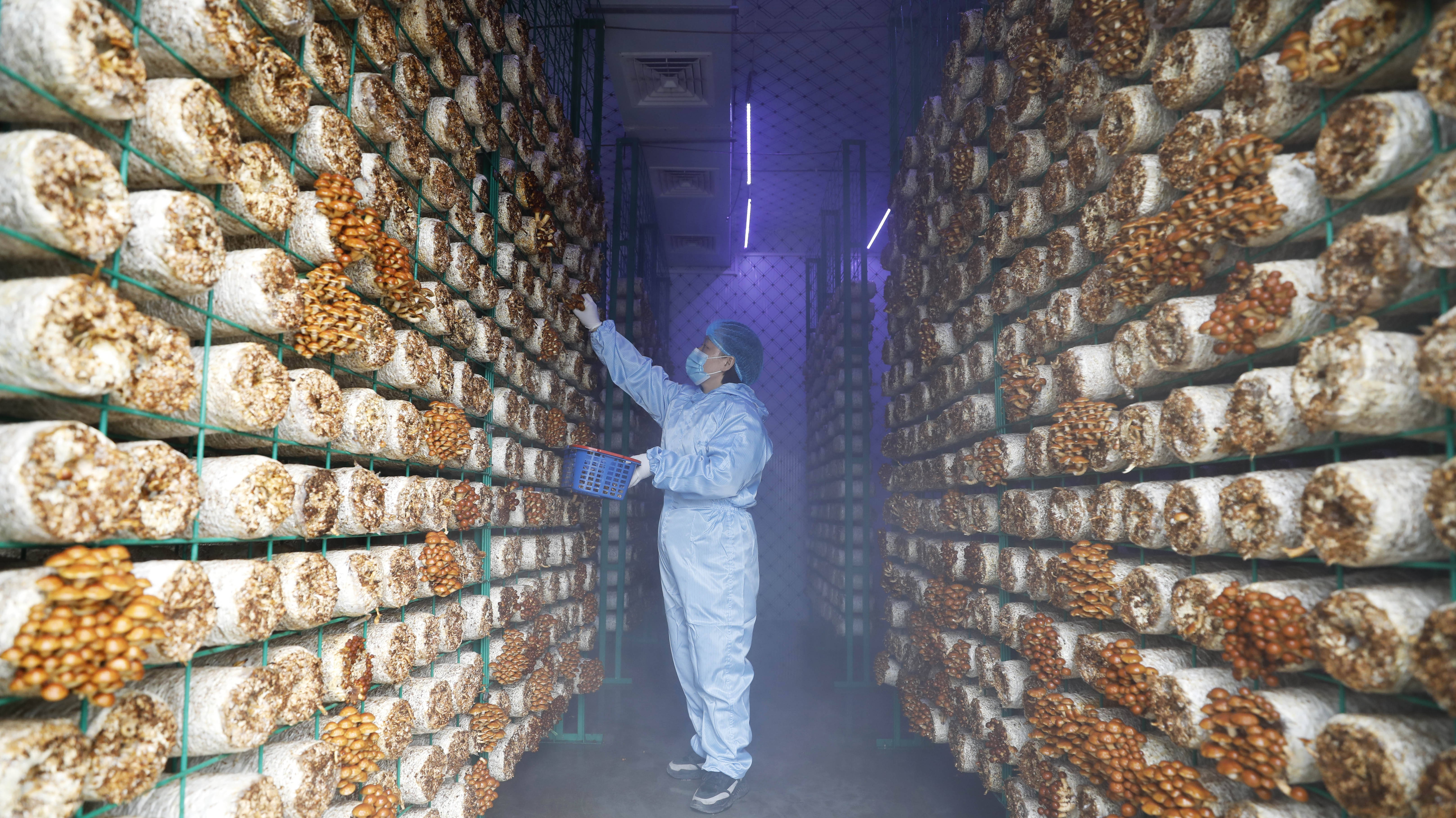 食用菌智能化栽培